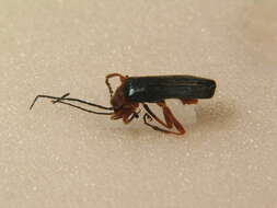 Image de Ancistronycha cyanipennis