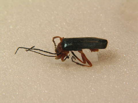 Image of Ancistronycha cyanipennis