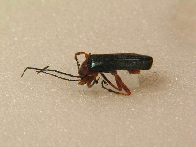 Image de Ancistronycha cyanipennis