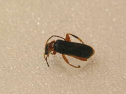 Image of <i>Cantharis lateralis</i>