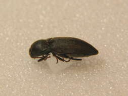 Image of <i>Agriotes obscurus</i>