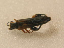 Image of <i>Oedemera podagrariae</i>