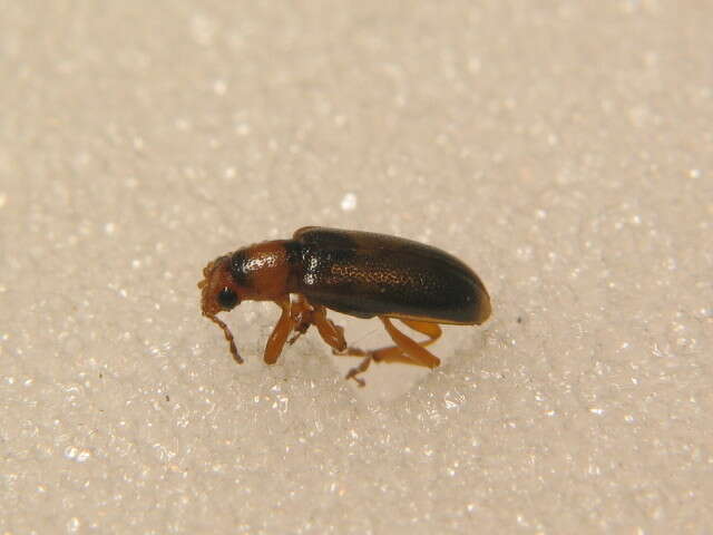 Image of orsodacnid leaf beetles