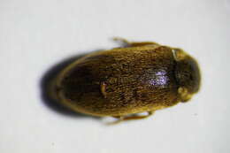 Image of <i>Byturus ochraceus</i>