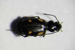 Image of River shingle ground beetle