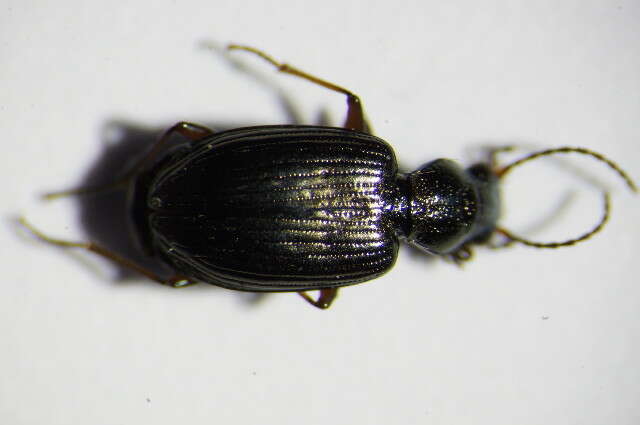 Bembidion (Princidium) punctulatum Drapiez 1820的圖片