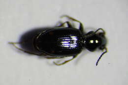 Image of Bembidion (Emphanes) azurescens Dalla Torre 1877