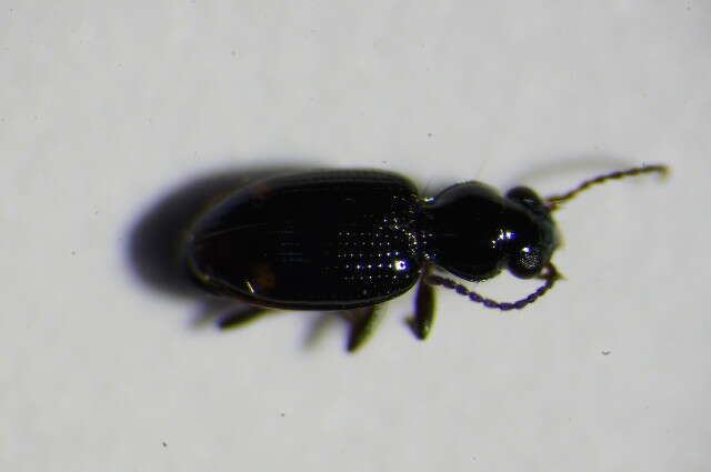 Image of Bembidion (Emphanes) azurescens Dalla Torre 1877