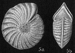 Image of Elphidium batavum Hofker 1968