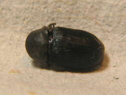 Image of <i>Xyletinus ater</i>