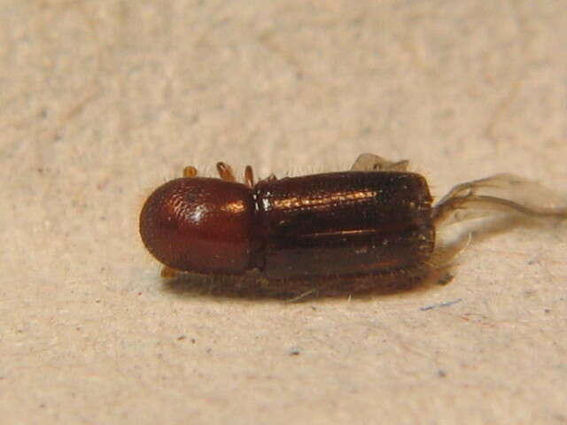 Image of Ambrosia beetle