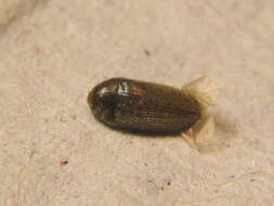 Image de Aulonothroscus brevicollis