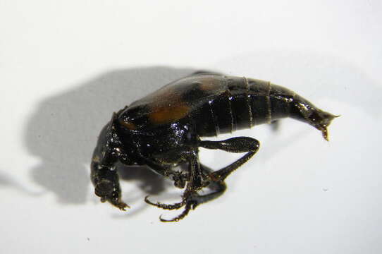 Image of Boreal Carrion Beetle