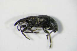 Image of Aspidapion