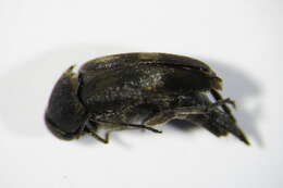 Image of <i>Variimorda mendax</i>