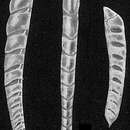 Image of Vaginulina subelegans Parr 1950