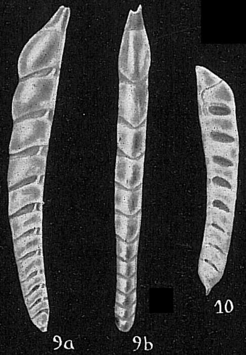 Image of Vaginulina subelegans Parr 1950