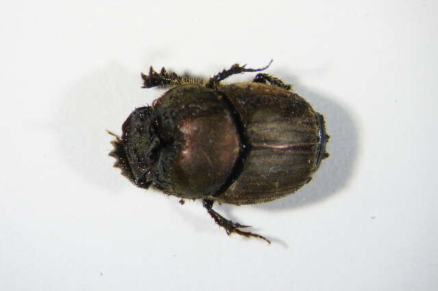 Слика од Onthophagus (Palaeonthophagus) coenobita (Herbst 1783)