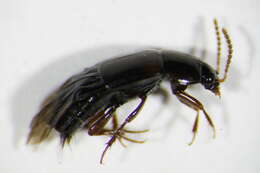 Image of Tachinus (Tachinus) bipustulatus (Fabricius 1792)