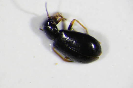 Image of Moccas Beetle