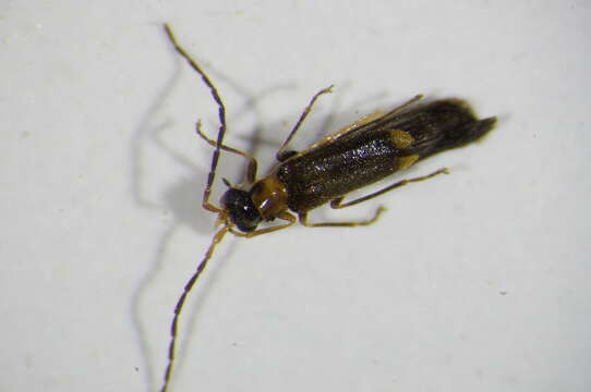 صورة <i>Malthodes spathifer</i>