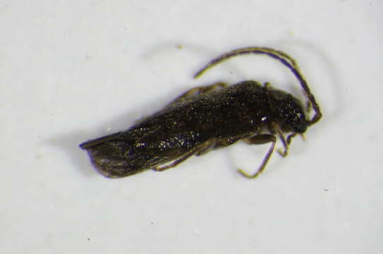 صورة <i>Malthodes brevicollis</i>