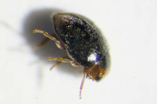 Image of <i>Scymnus haemorrhoidalis</i>