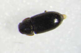 Plancia ëd <i>Orthocis lucasi</i>