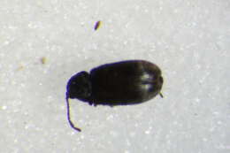 Image of <i>Dryophilus pusillus</i>