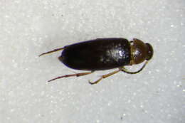 <i>Anaspis ruficollis</i> resmi