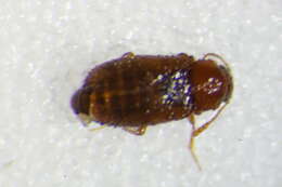 Слика од <i>Micrambe villosus</i>