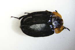 صورة Oiceoptoma thoracicum (Linnaeus 1758)