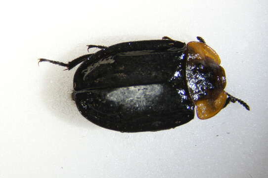 Image of Red-breasted Carrion Beetle