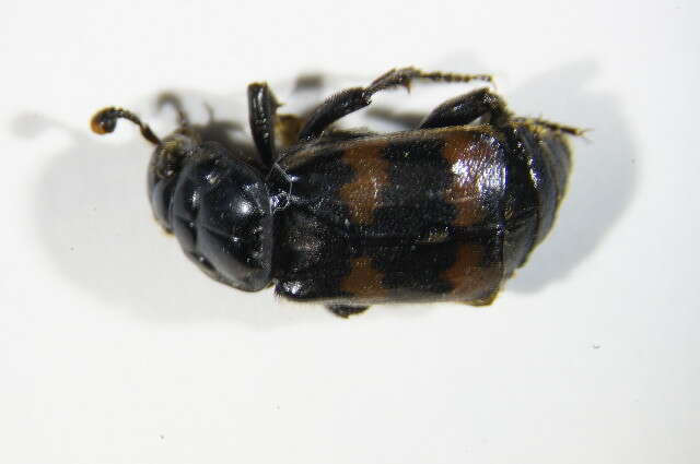 Imagem de <i>Nicrophorus fossor</i>