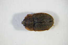 Image of <i>Omosita depressa</i>