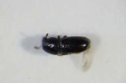 Image of <i>Sulcacis affinis</i>