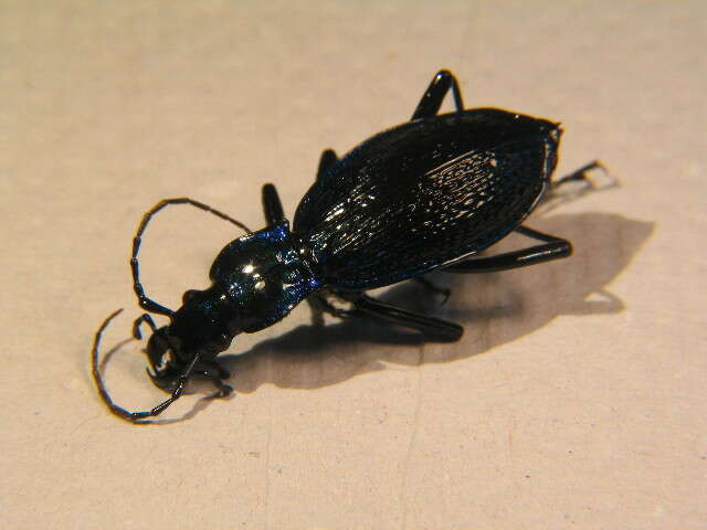 Image of Blue Ground Beetle