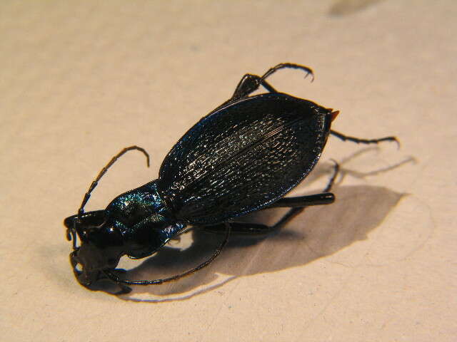 Image of Blue Ground Beetle