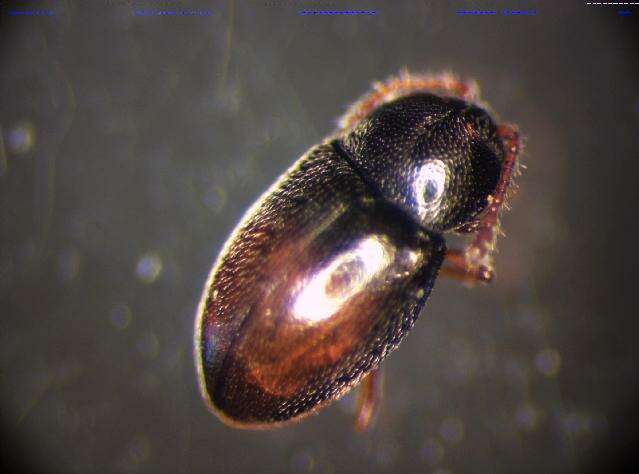 Image de <i>Atomaria basalis</i>