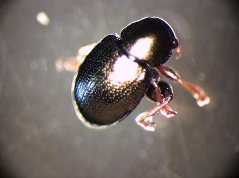 Image of <i>Chaetocnema confusa</i>