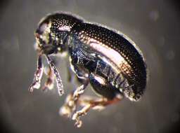 Image of <i>Chaetocnema aerosa</i>