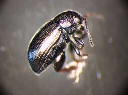 Image of <i>Chaetocnema aerosa</i>