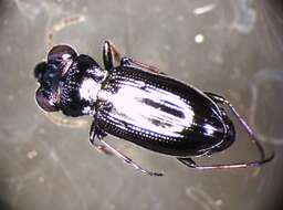 Image of Rough-necked Springtail-stalker