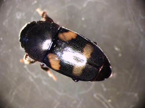 Image of Four-spotted Sap Beetle