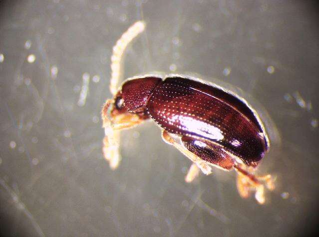 Image of Leaf beetle