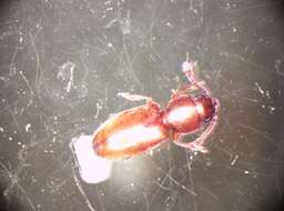 Image of Foreign Grain Beetle