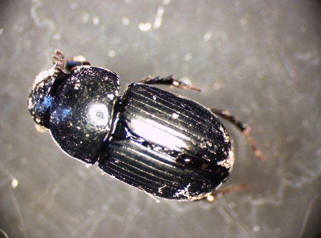 Image of <i>Aphodius ater</i>