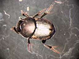 Image of Onthophagus (Palaeonthophagus) similis (Scriba 1790)