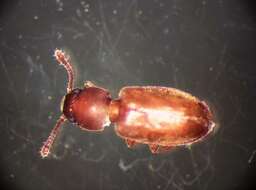 Image of Foreign Grain Beetle