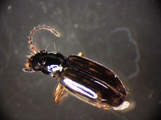 Image of Bembidion (Trepanes) octomaculatum (Goeze 1777)